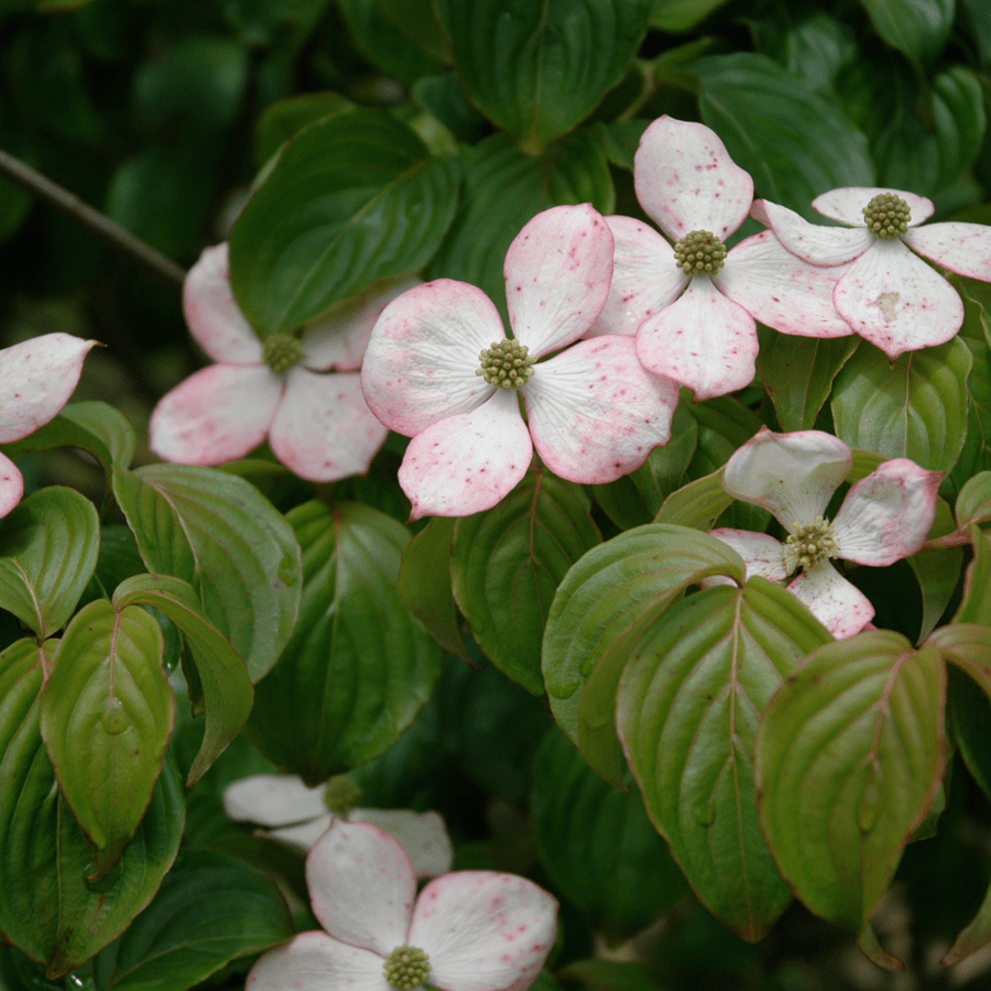 » Cornus Kousa 'Satomi'