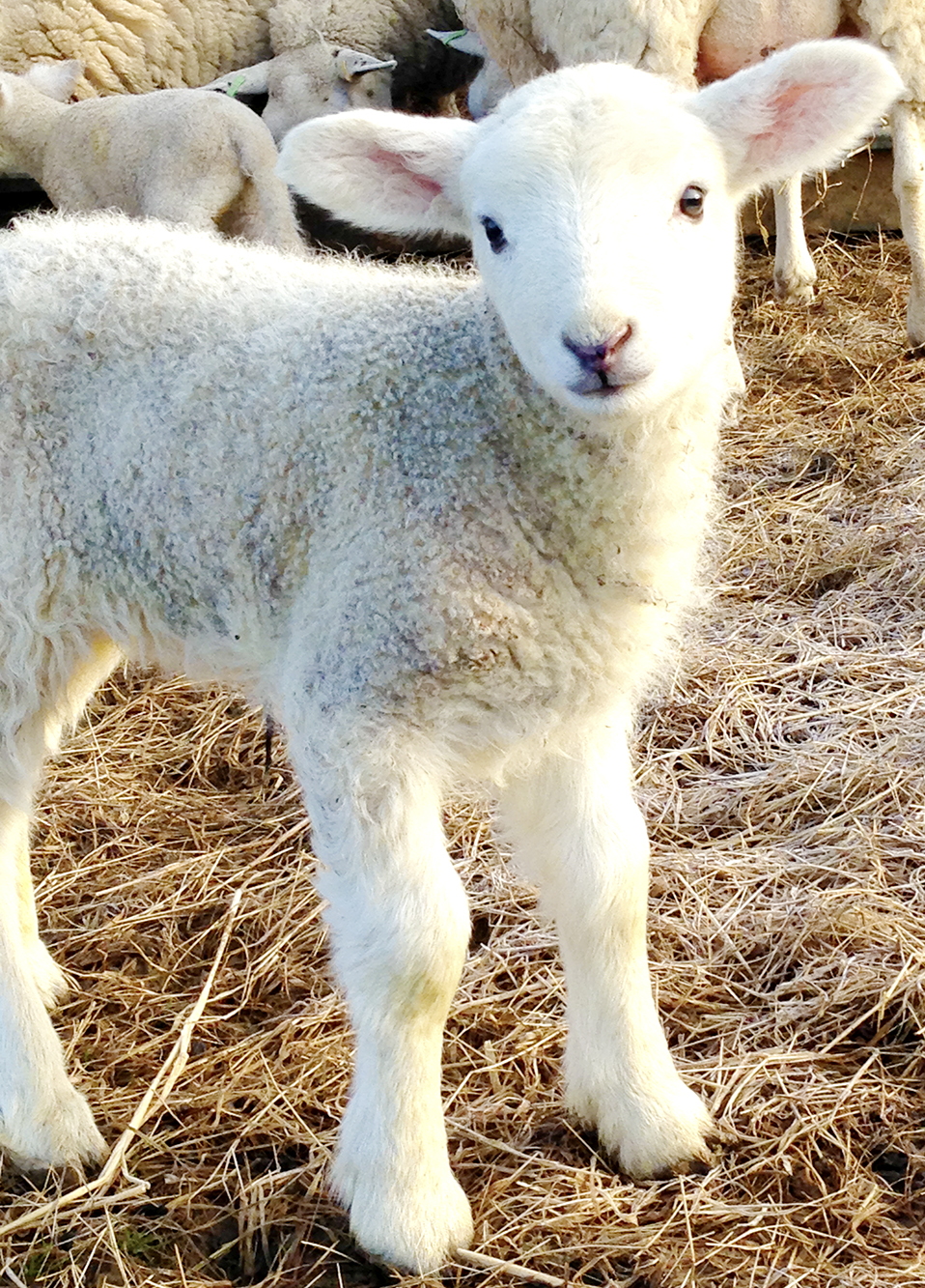 lamb Hale Farm Camp Site