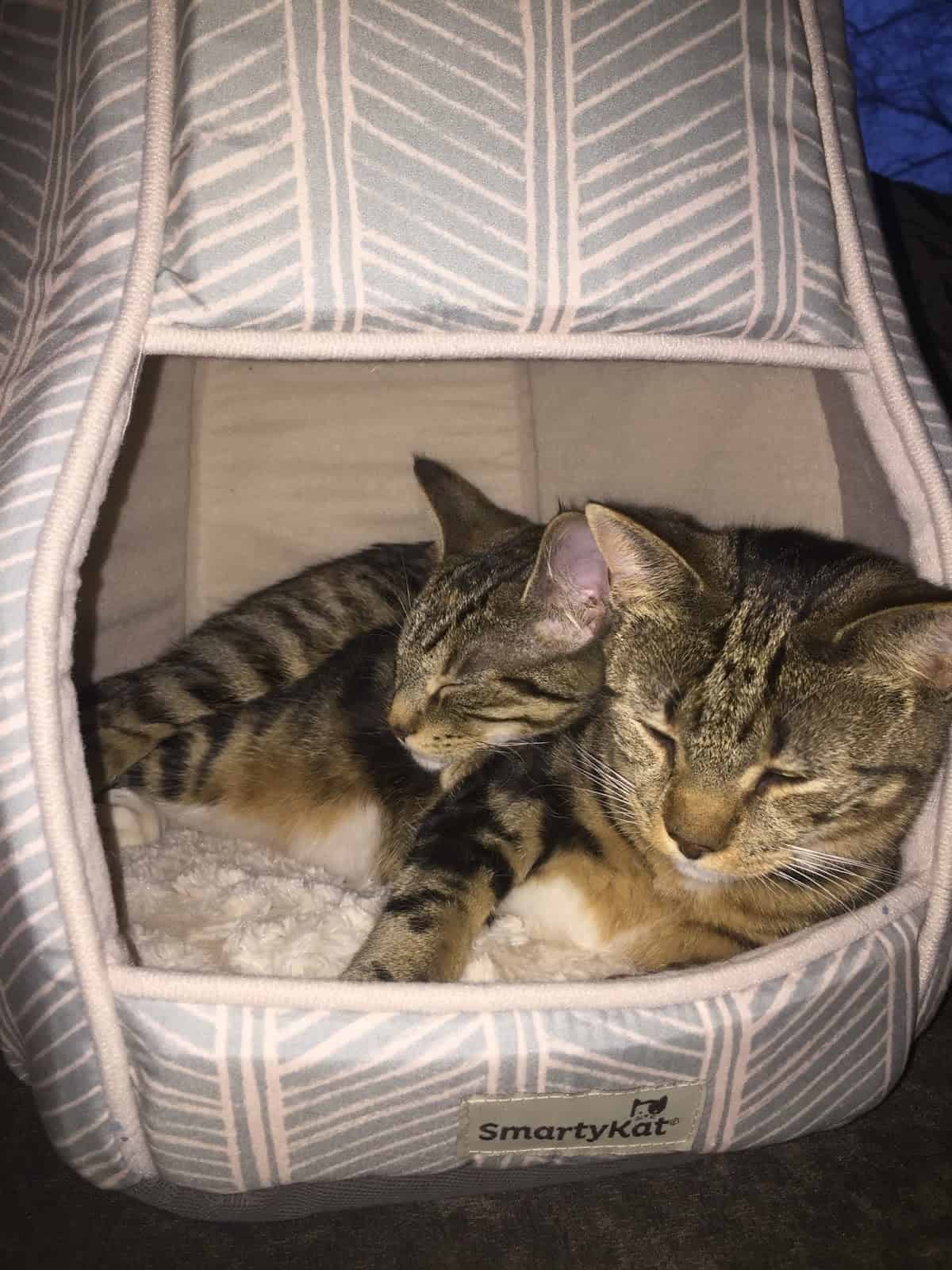 25+ DIY Cat Bed Ideas That Will Keep Your Kitty Warm & Cozy