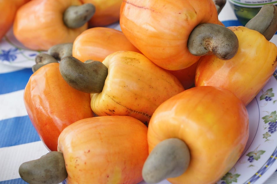 A Complete StepByStep Guide On Cashew Farming Half MBA