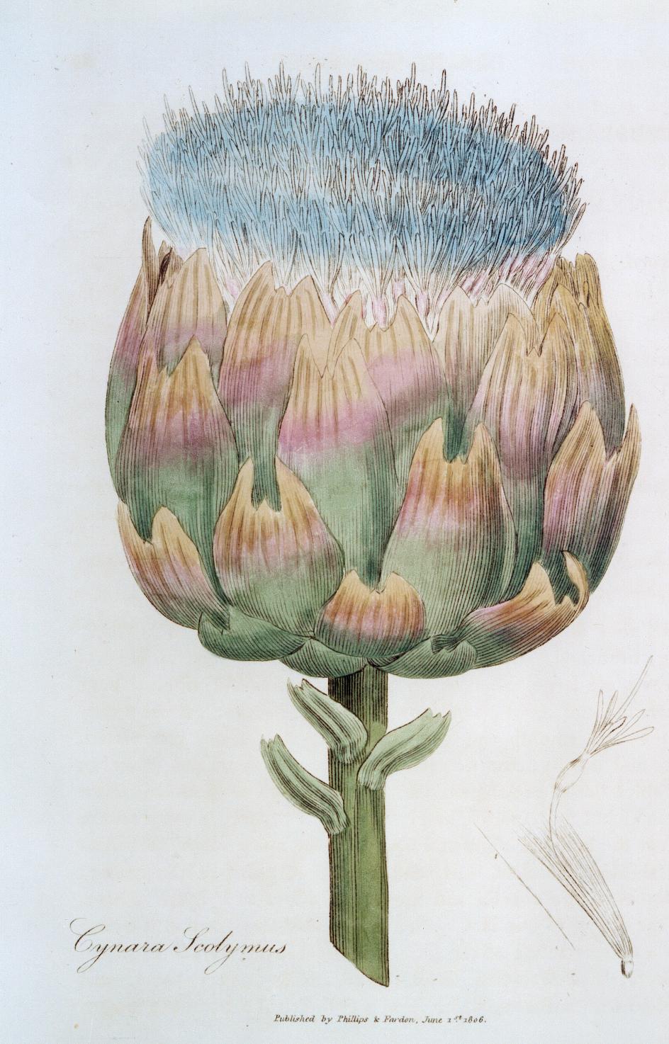 Dante Dianda The Artichoke King Half Moon Bay Memories