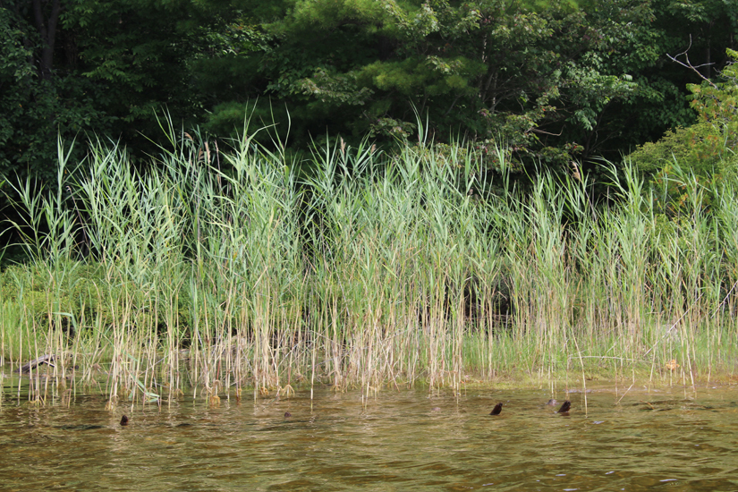 Invasive plant found on local lakes Haliburton Echo