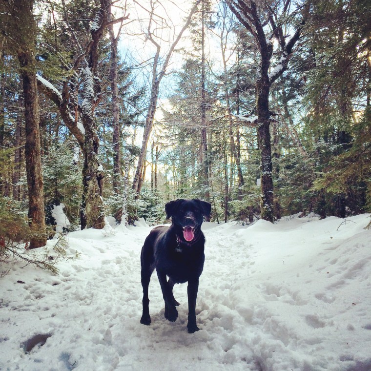 Spider Lake Trails in Dartmouth, NS offleash dog friendly Halifax