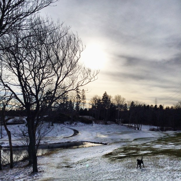 Halifax Peninsula Halifax Dogventures