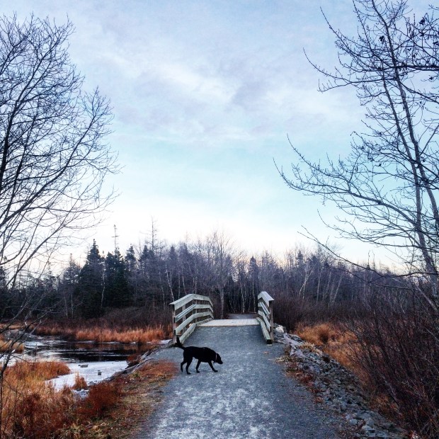 The Old Lawrencetown Road Trail Halifax Dogventures