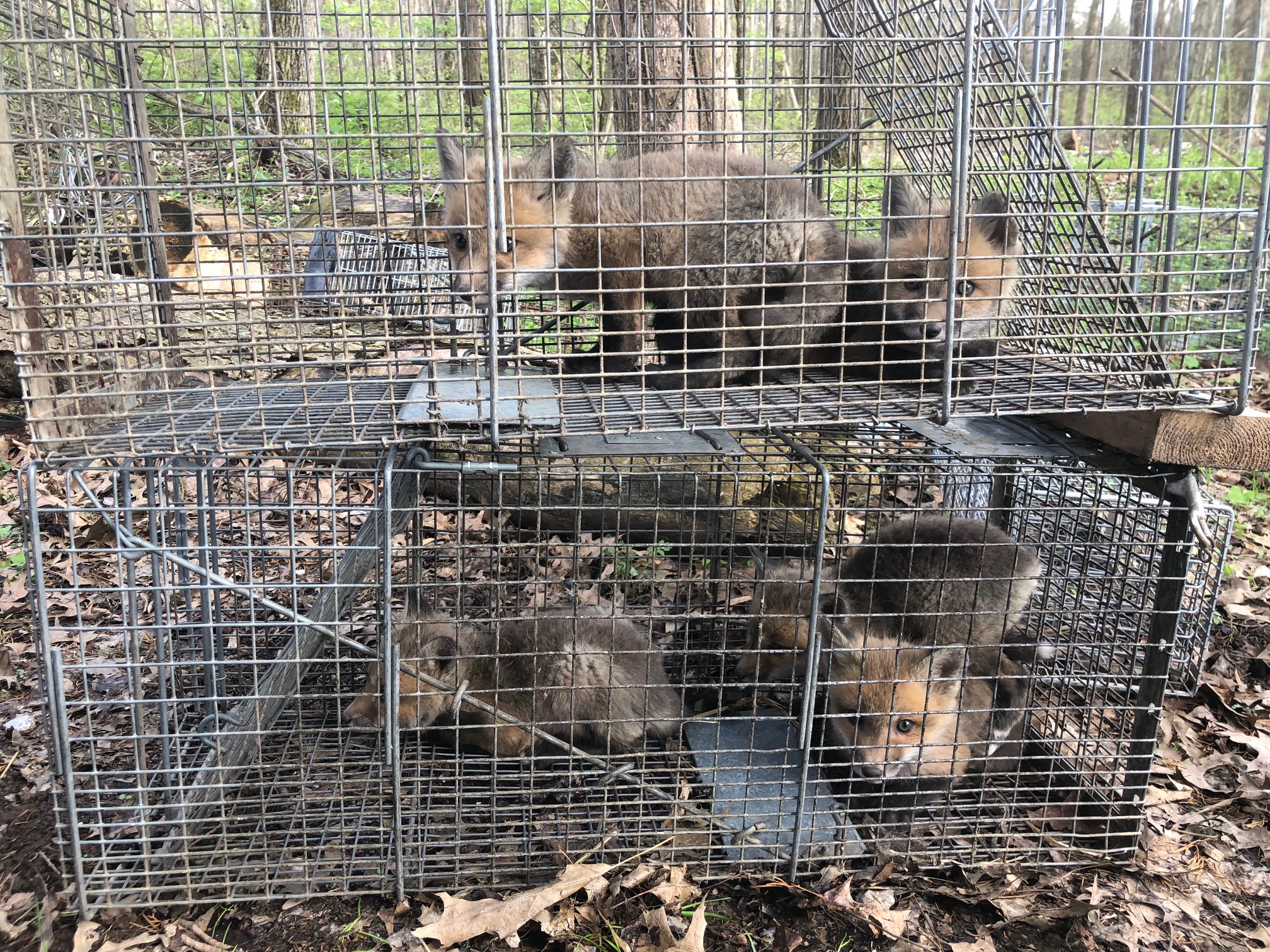 Fox Removal Halker's Wildlife Control