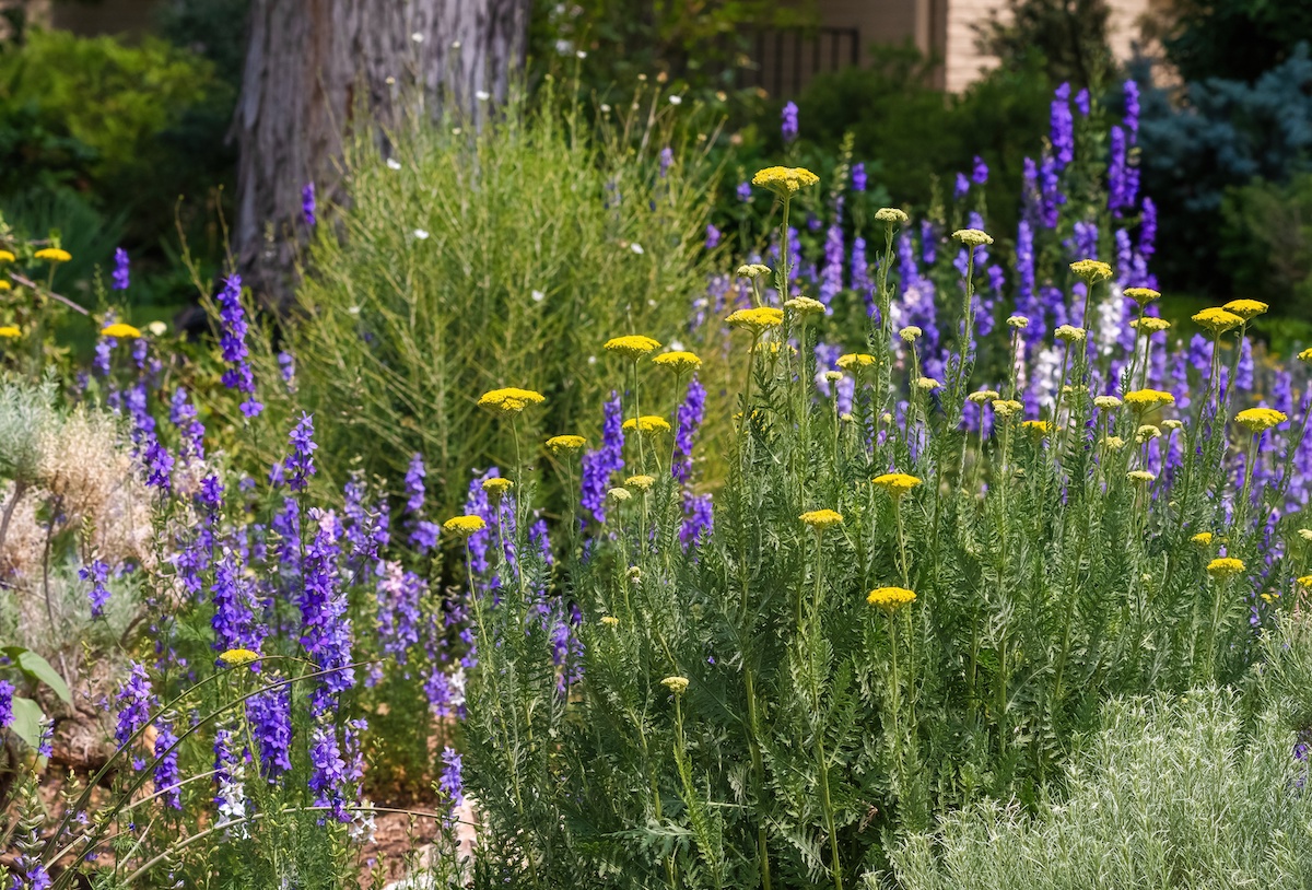 5 Native Perennial Groundcover Plants for Colorado