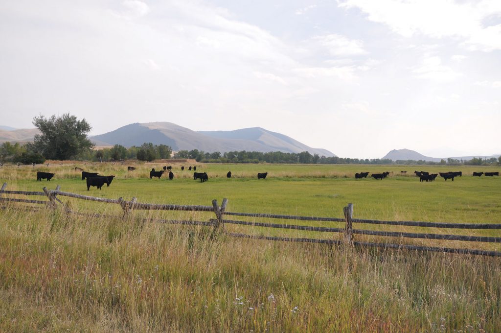 Spring Calving Benefits Hall and Hall