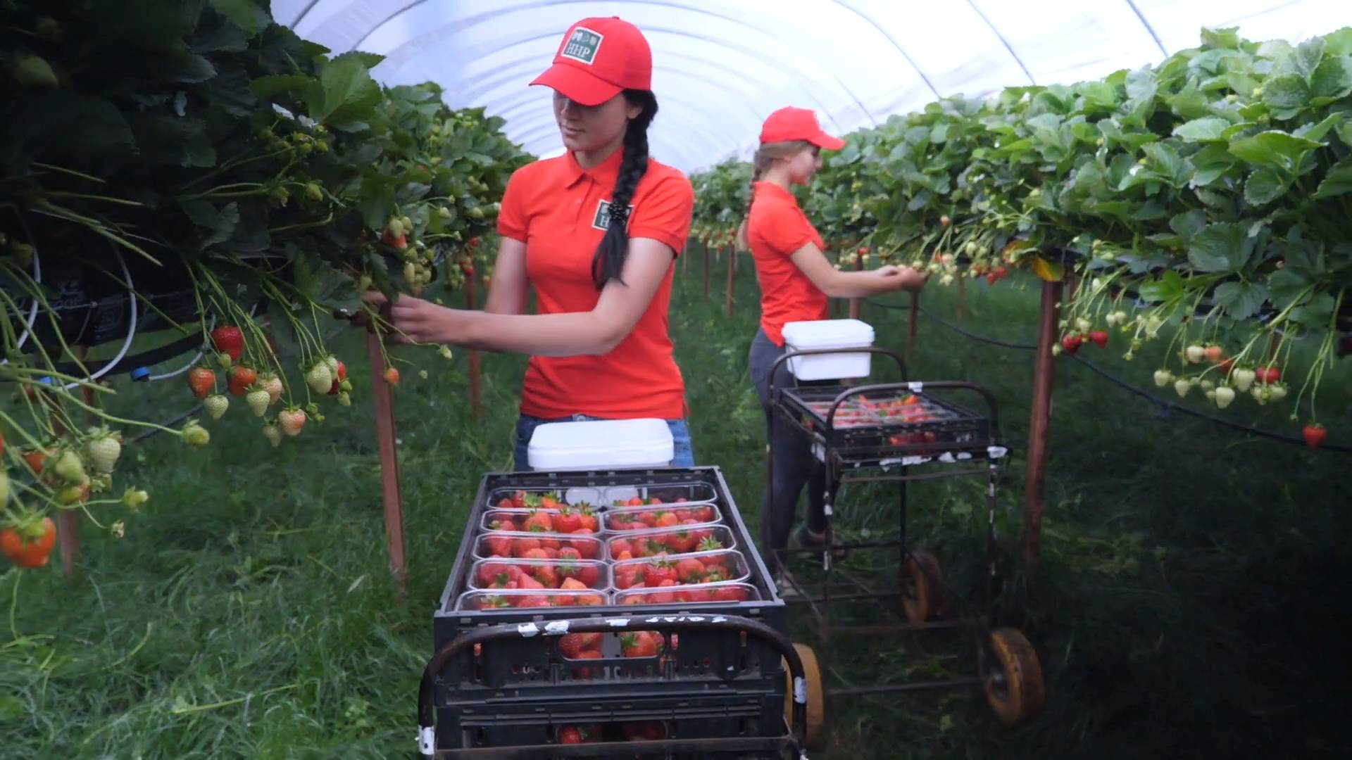 Hall Hunter Partnership Berry Growers UK Fruit Farms