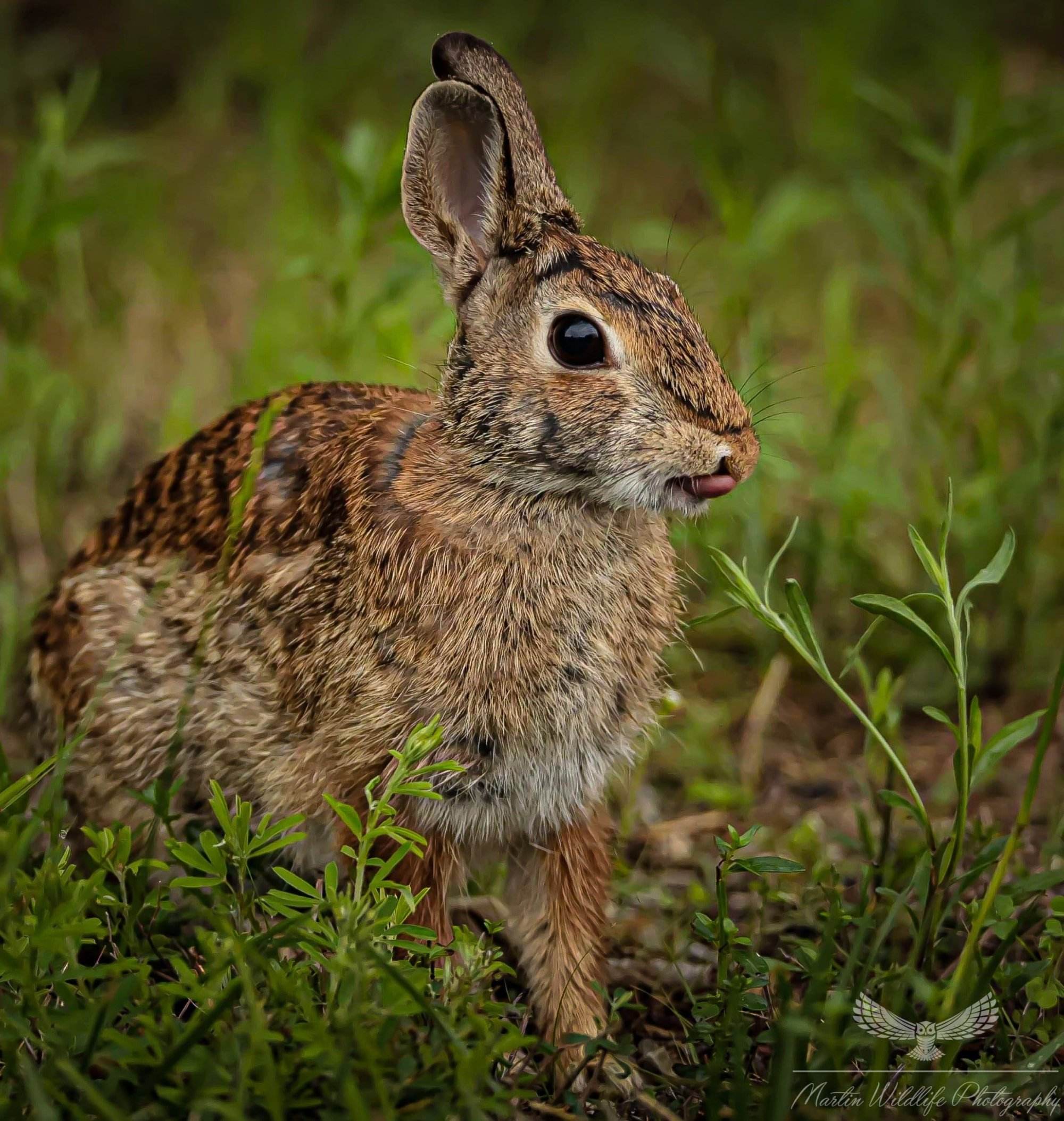 Eastern cottontail rabbits Hallmark Times