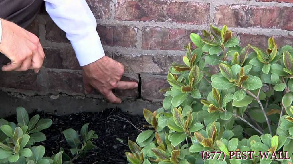 Roaches The Headache of Every Florida Homeowner Halo Home Watch