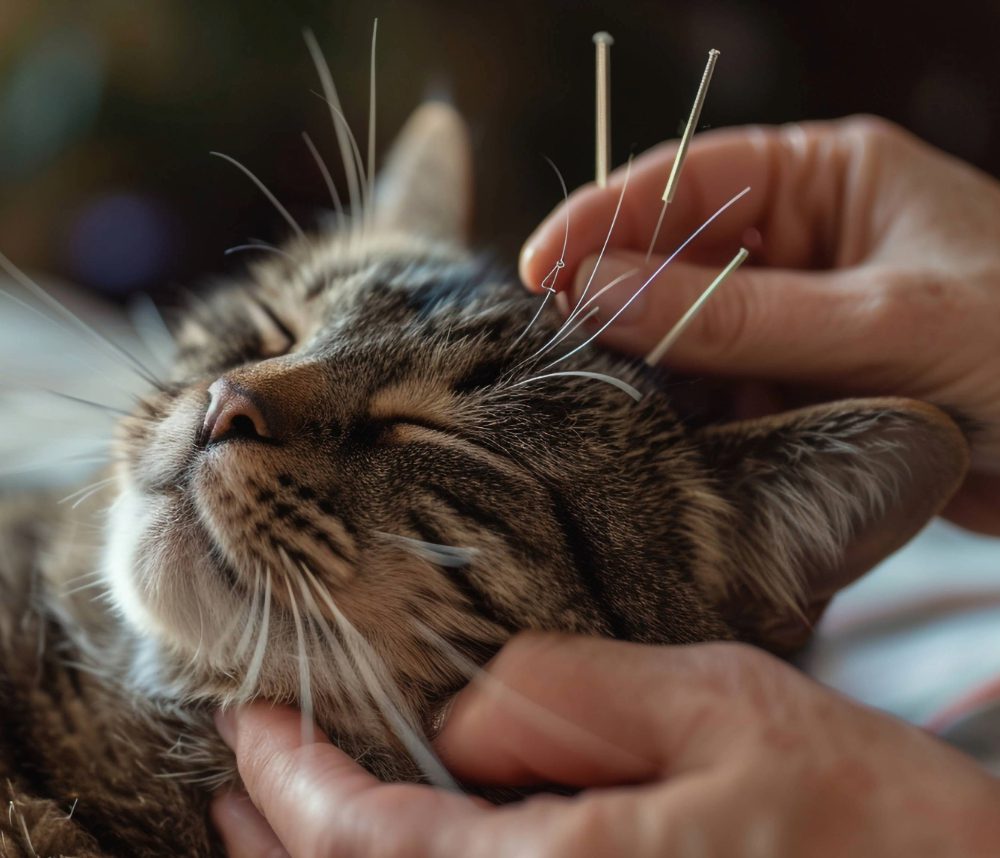 Gentle Acupuncture for Dogs and Cats in Cedar Lake, IN Halo Pet Hospice