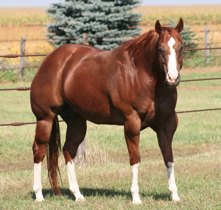 to Carri Jones Halter Horses!