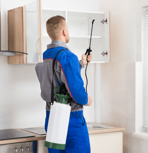 Pest Control & Extermination in Burlington, Oakville & Hamilton