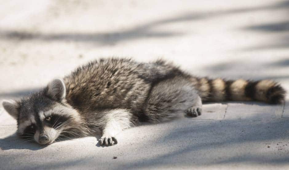 Spot a Sick Raccoon? Stay Away and Call Animal Control! Halton