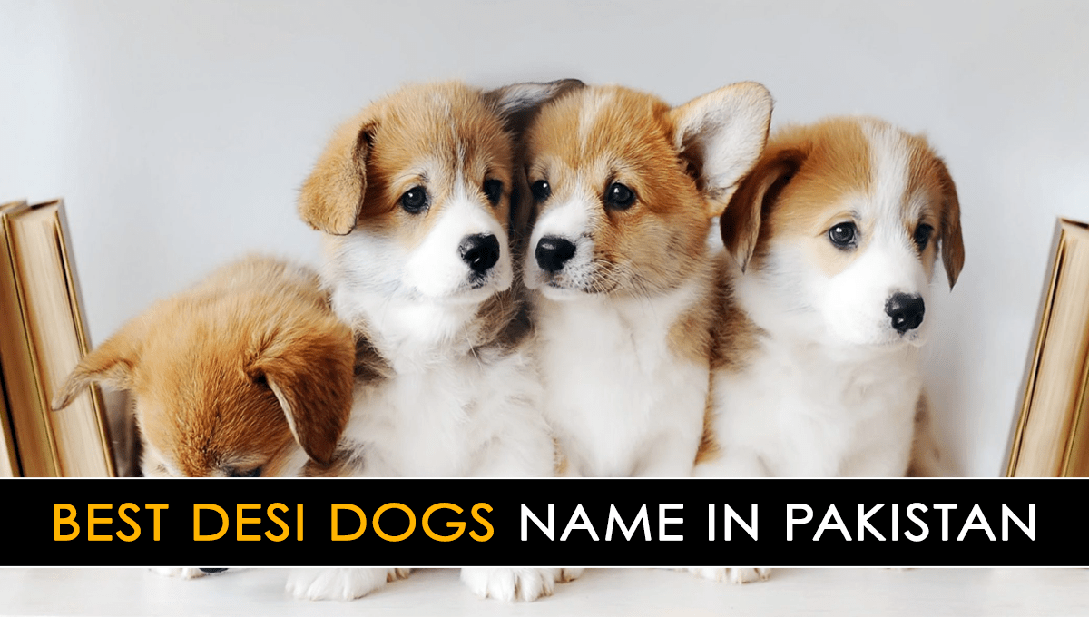 Best Desi Dogs Name In Pakistan