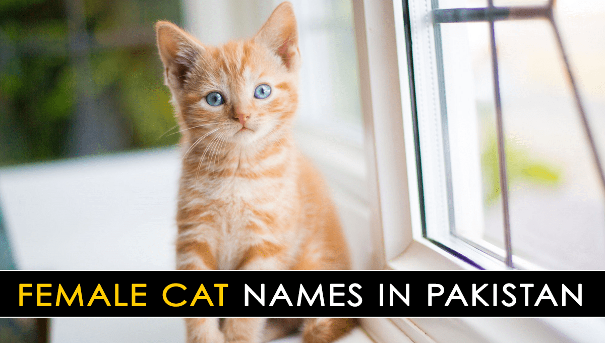 Female Cat Names with Meaning Best Pakistani Female Cat & Kitten Names