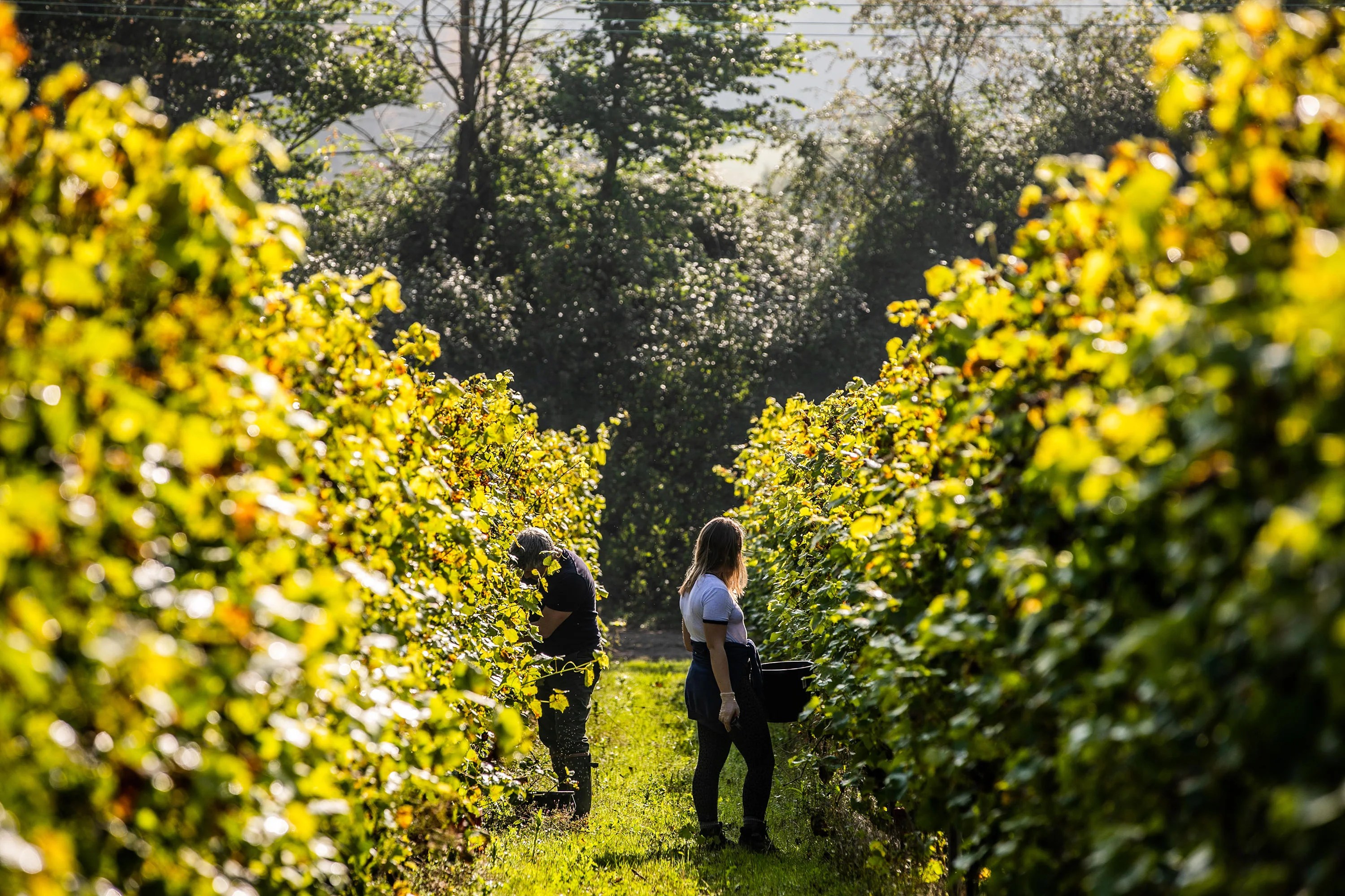 Why are English Wines so Expensive Hambledon Vineyard