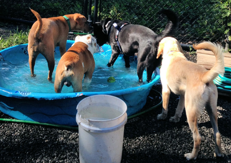 Swimming Pool 1 Hamden Dog Park at Bassett