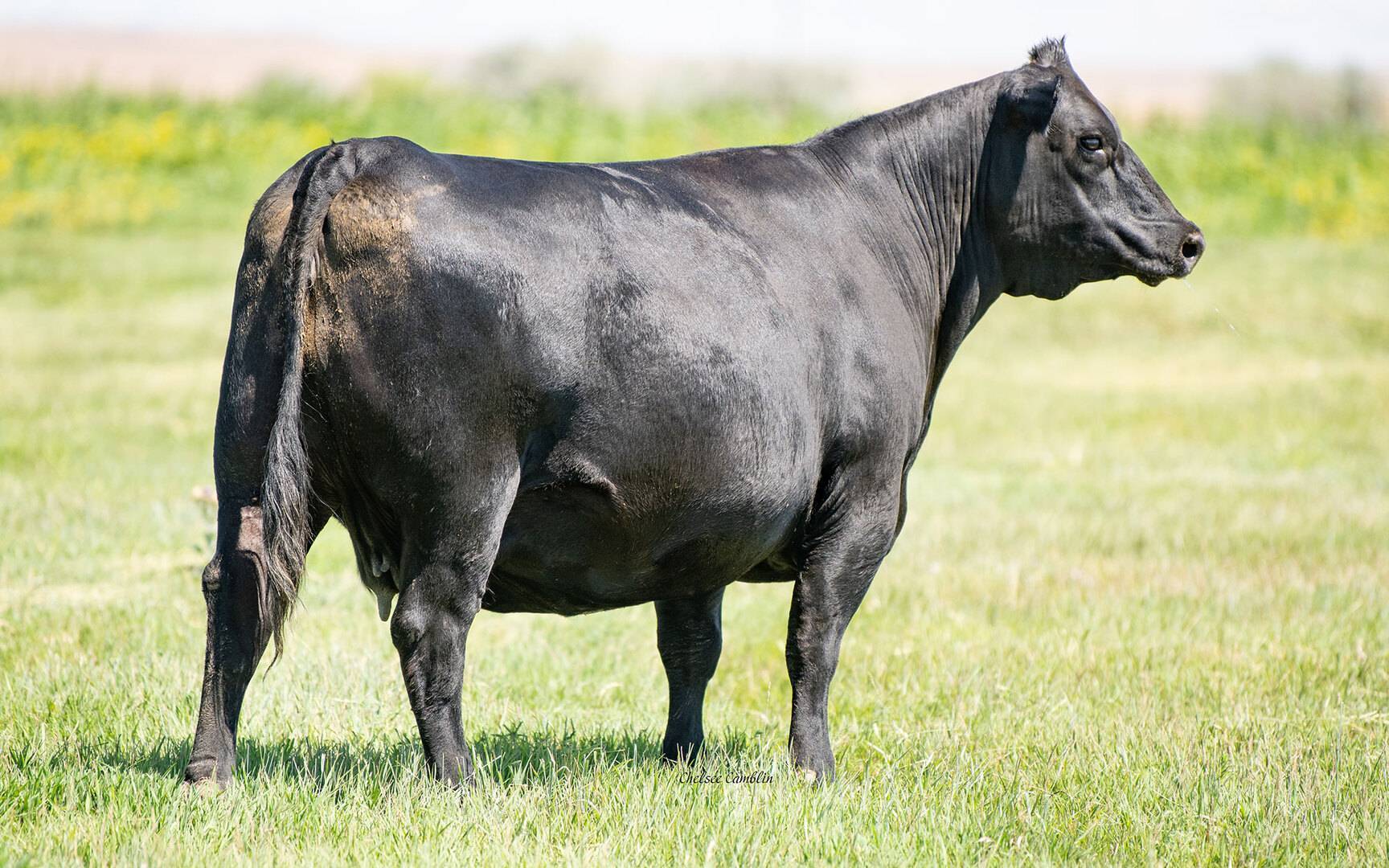 Home Hamilton Angus Ranch Angus Cattle in Oregon & Idaho