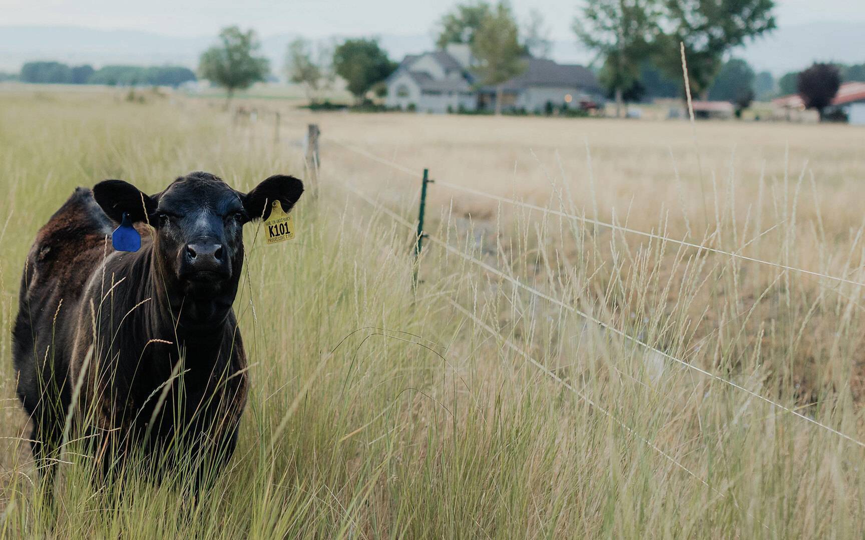 Home Hamilton Angus Ranch Angus Cattle in Oregon & Idaho