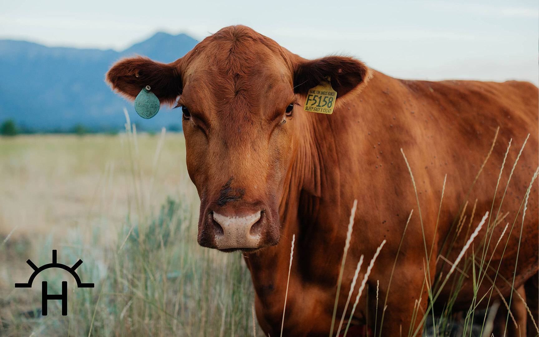 Home Hamilton Angus Ranch Angus Cattle in Oregon & Idaho