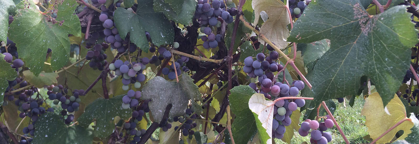 Hamilton Mansion is in Ripley, NY