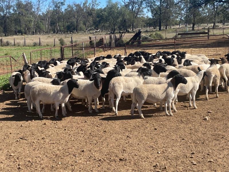 A+ 24522 270 EWE LAMBS Hamilton Mortimer Agency Pty Ltd Stock
