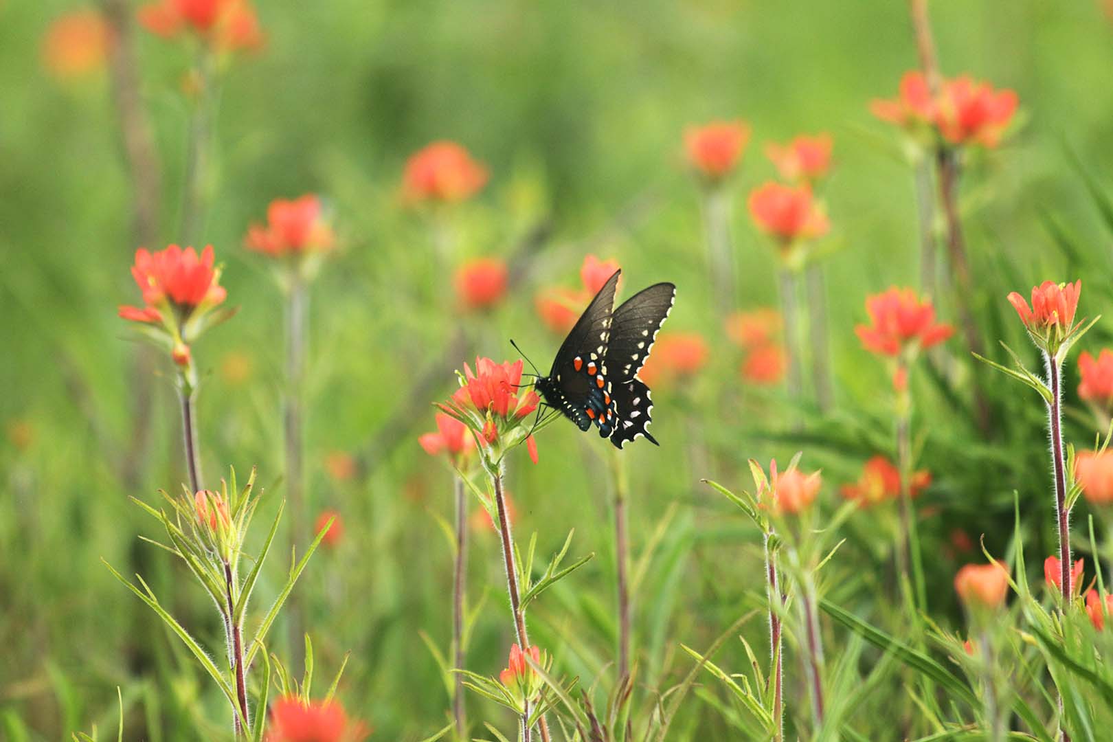 Indian Paintbrush Hamilton Native Outpost