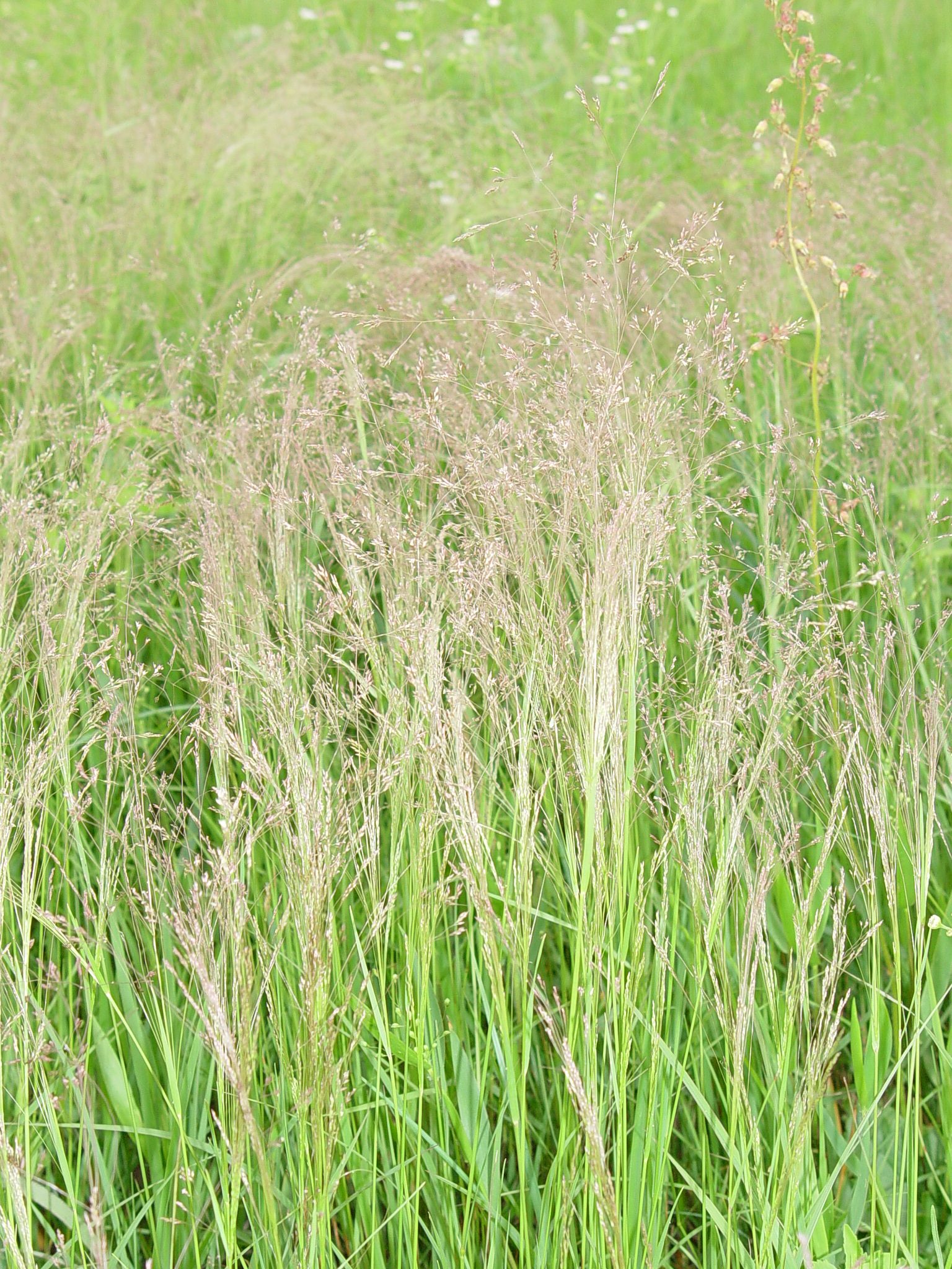 Bentgrass, Winter Hamilton Native Outpost