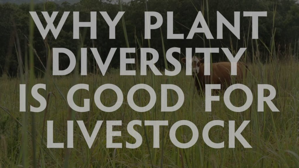 Why Plant Diversity is Good for Livestock Hamilton Native Outpost