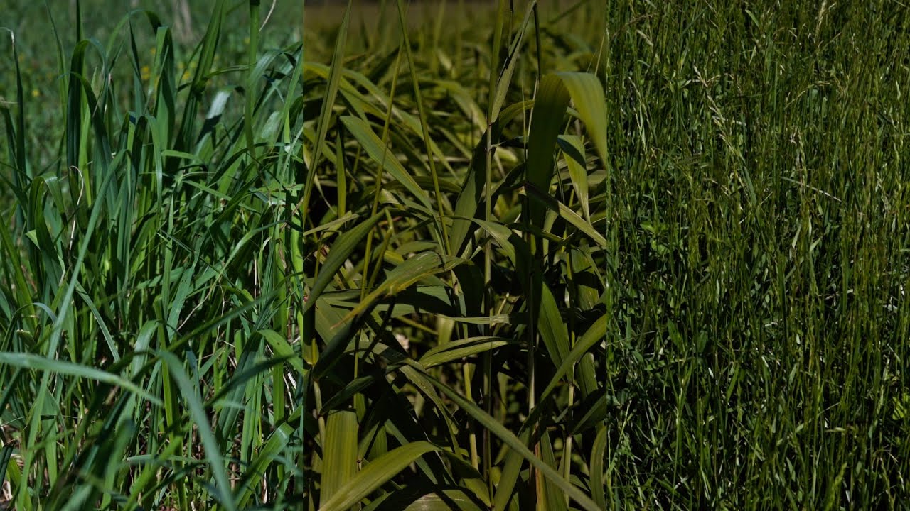 No Fertilizer Comparison Switchgrass, Bottlebrush Grass, & Tall Fescue