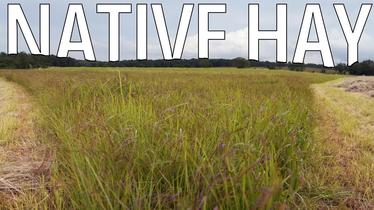 A Farmer's Thoughts on Native Warm Season Grasses For Hay Hamilton