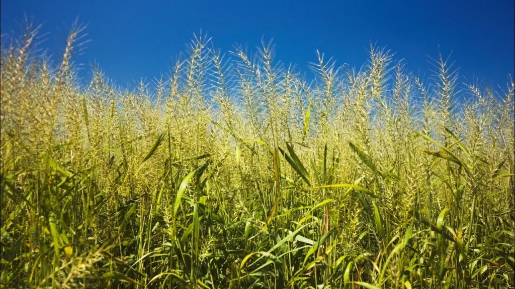 Bottle Brush Grass, Loves Shade Loves Sun Hamilton Native Outpost
