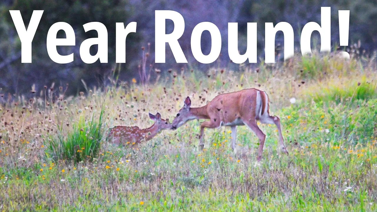 How to Attract Deer Without Food Plots Hamilton Native Outpost