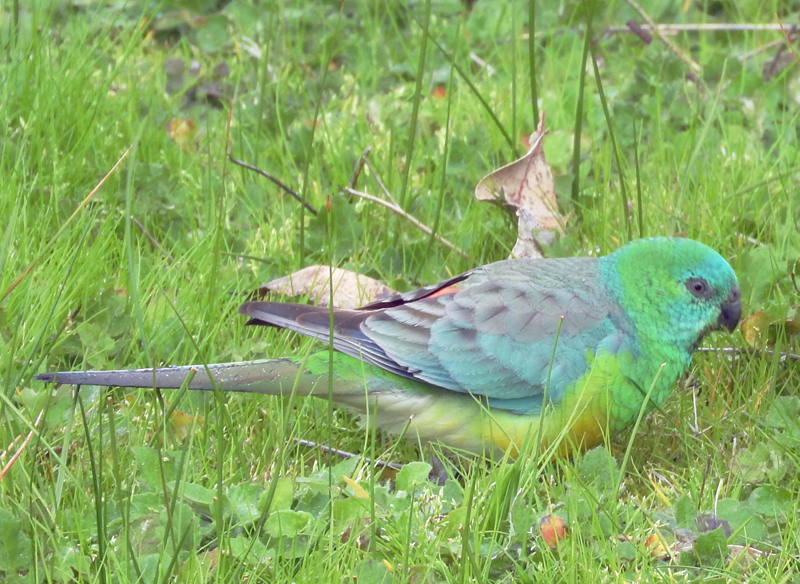 Redrumped Parrot (grass parrot) Hamilton Park
