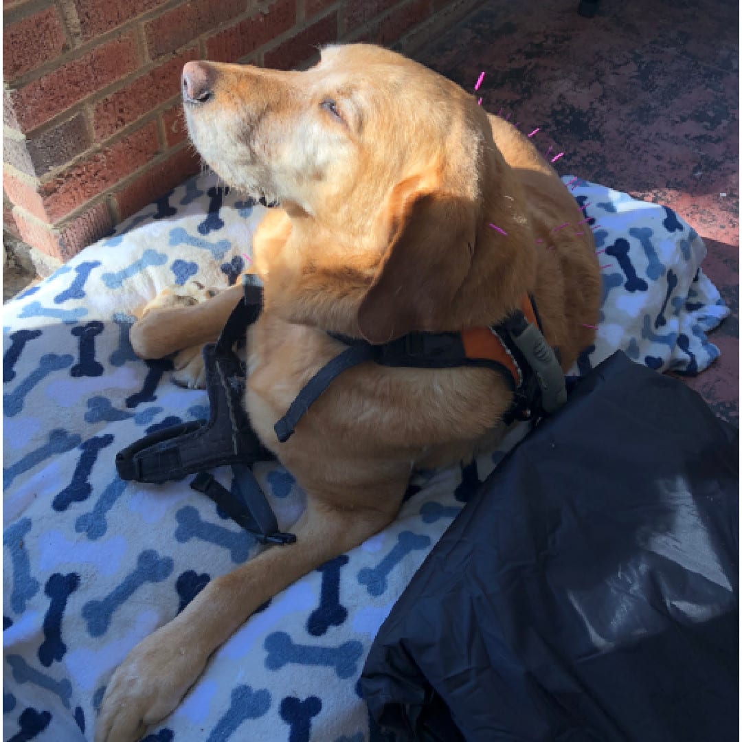 Hamilton Veterinary Services