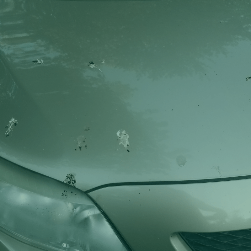 Common Hazards to Car Paint Hammer's Autoworks