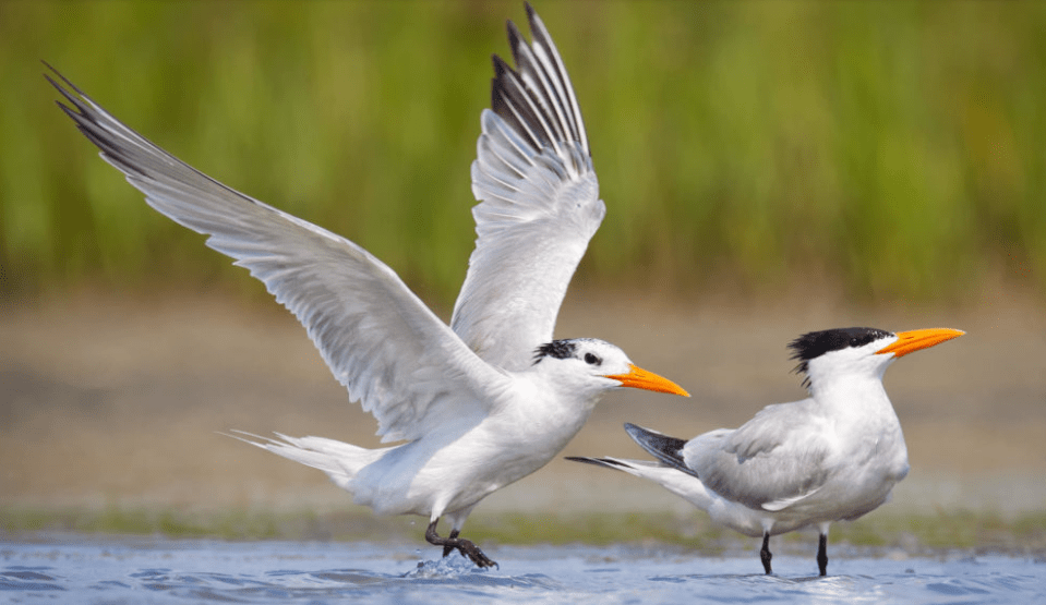 Best Birding Locations in South Carolina's Hammock Coast