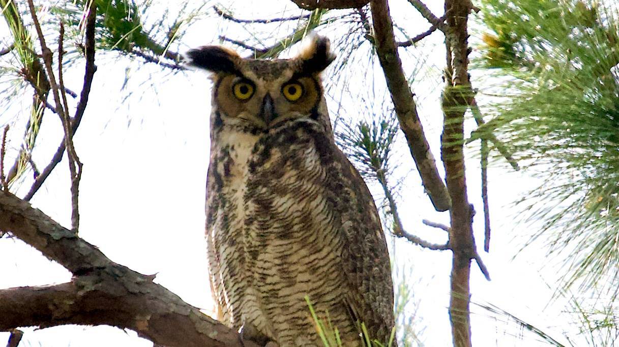 waterfowl festival 2023 Hammock Coast Birding Festival Hammock Coast