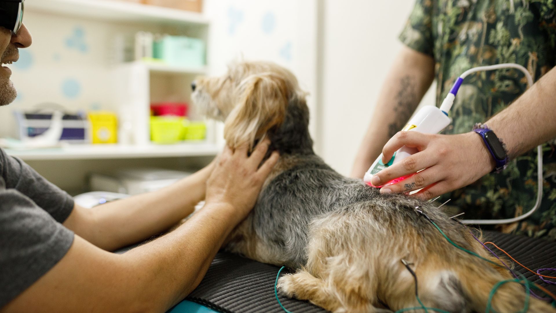 Pet Laser Therapy In Miami, FL 33196 Hammocks Veterinary Hospital