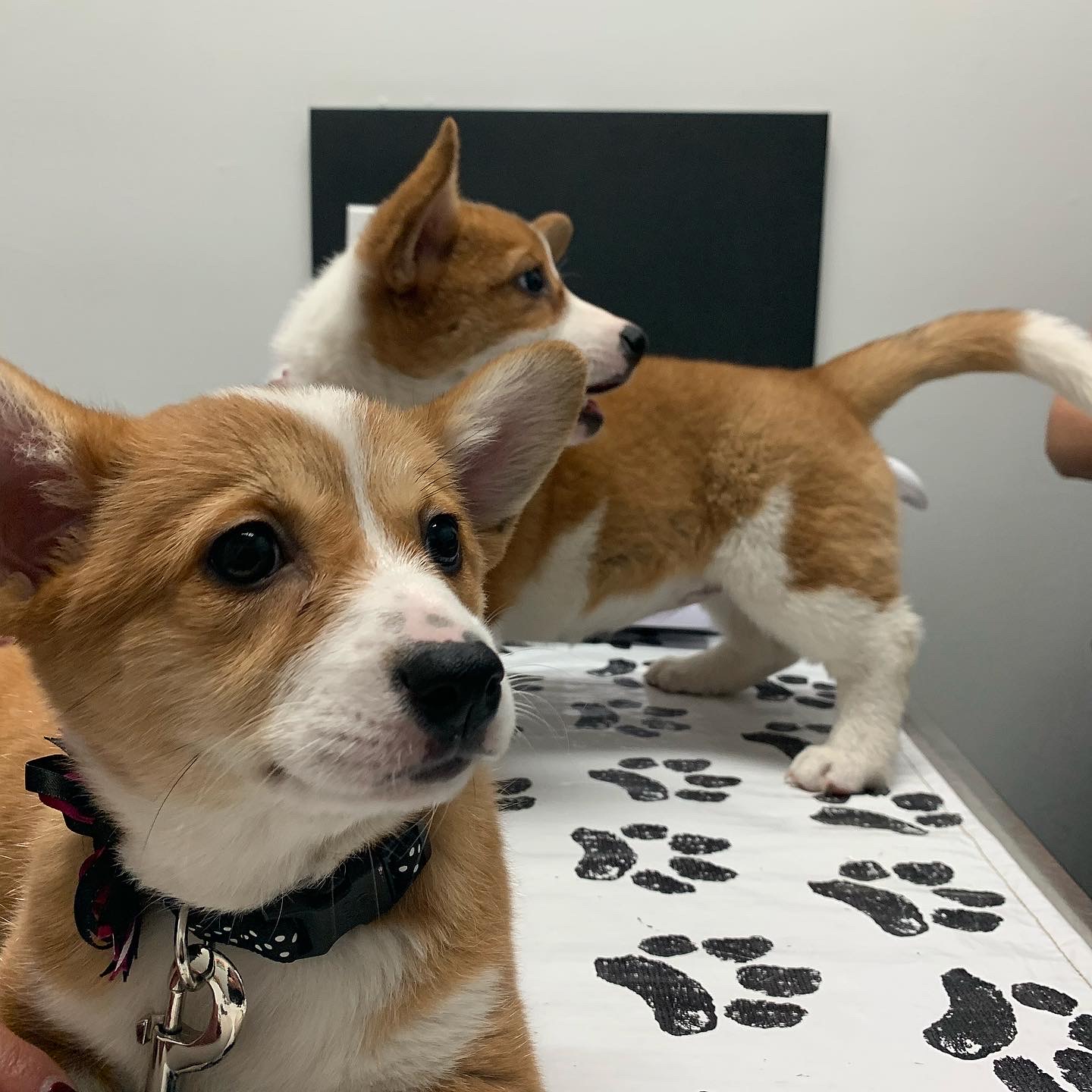 Hammocks Veterinary Hospital Gallery Vet Clinic In Miami, FL 33196