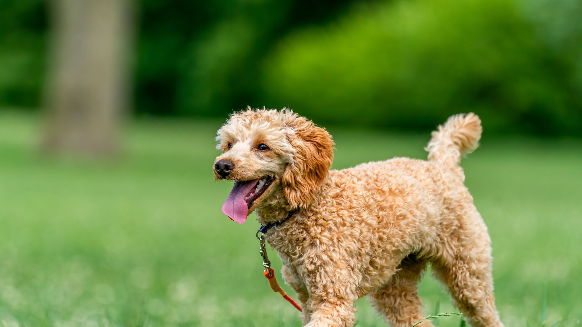 Veterinarian Reviews In Miami, FL 33196 Hammocks Veterinary Hospital