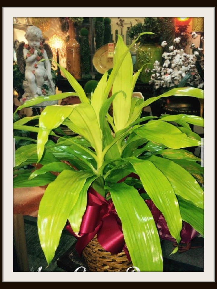 Plants Hammond Florist by John