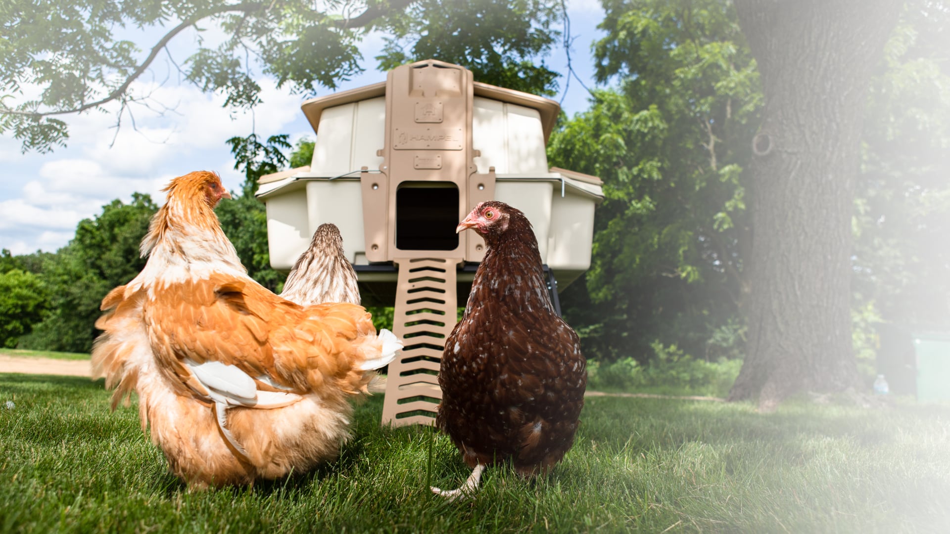 The Ultimate Design For Your Style Of Raising Chickens Hampel