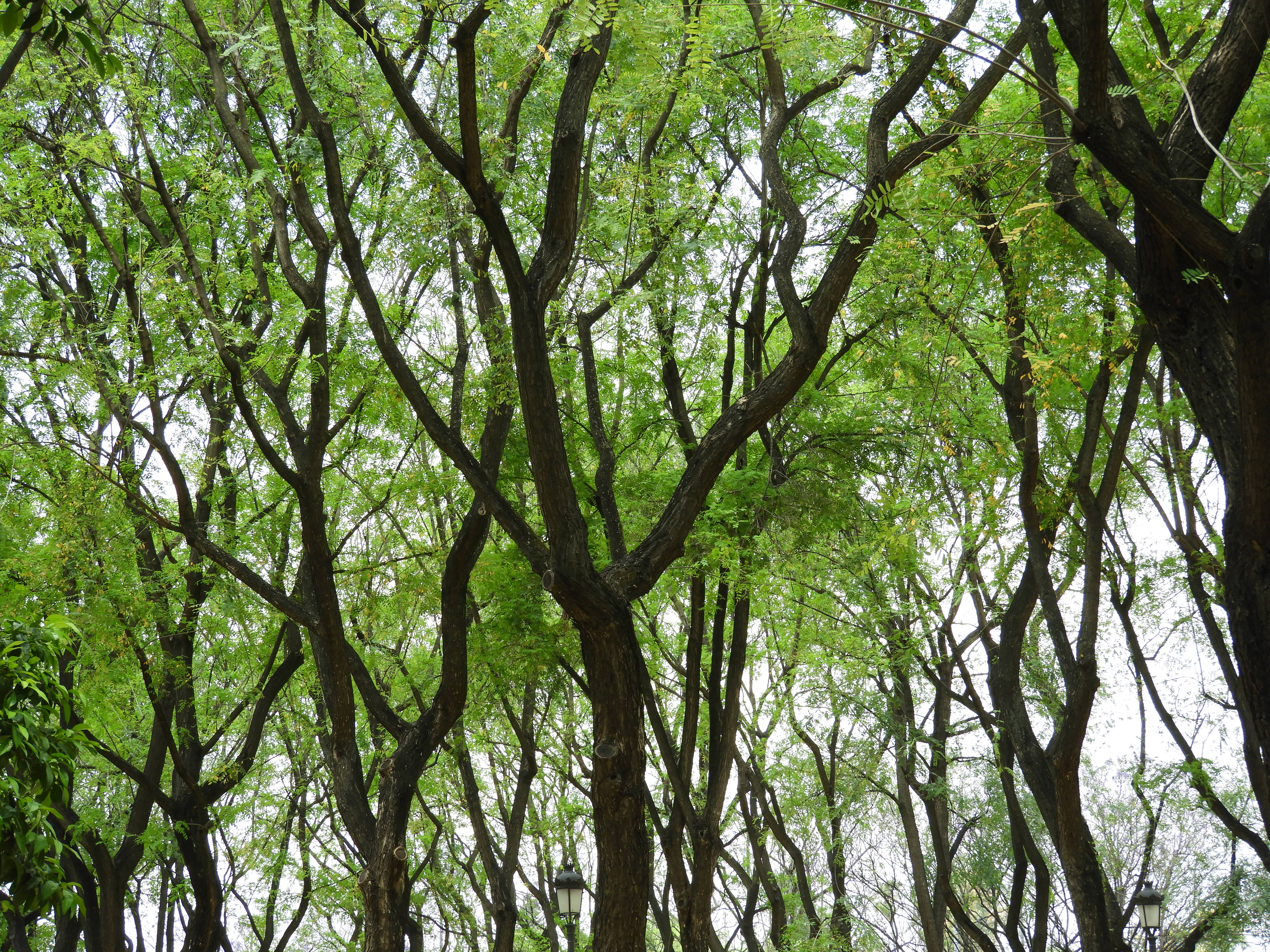 organization of monkey memory – Laboratory of Comparative Primate 