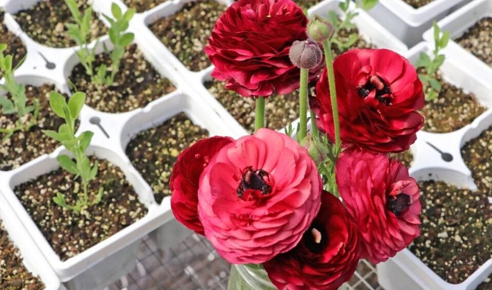 Can't Miss Vendors at the Montauk Farmers Market