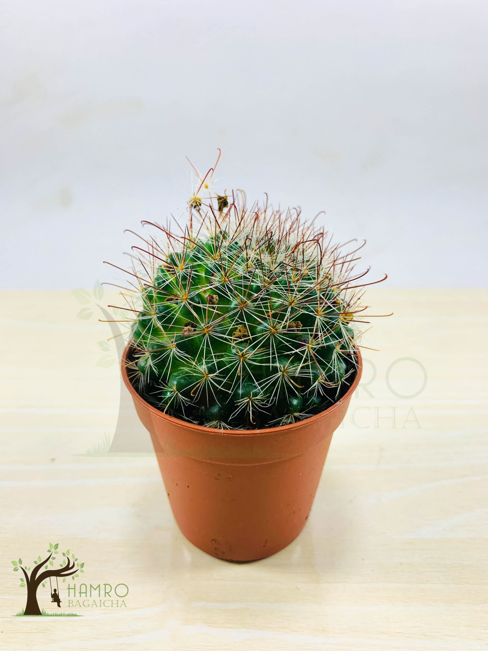 Flowering Cactus Indoor Plants in Nepal Hamro Bagaicha