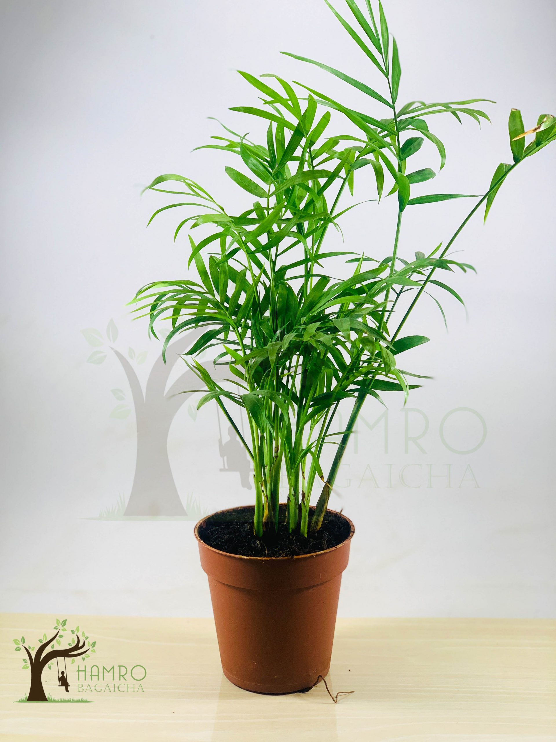 Parlor Palm Indoor Plants in Nepal Hamro Bagaicha