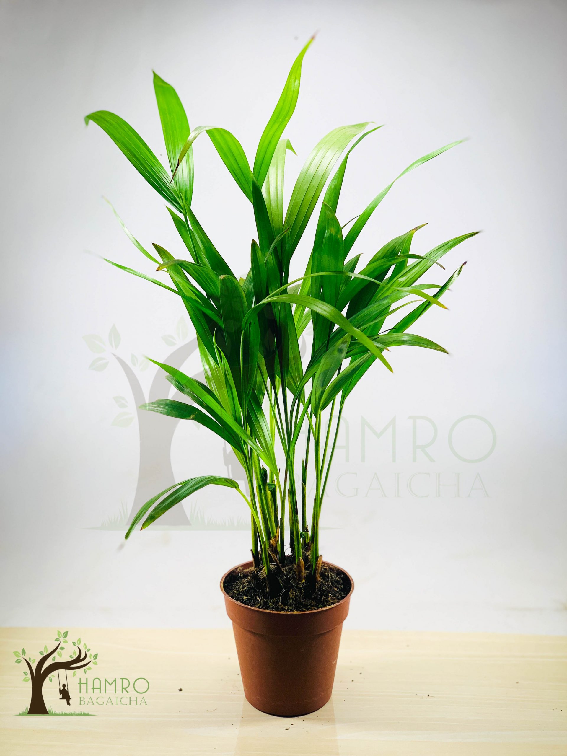 Areca Palm Indoor Plants in Nepal Hamro Bagaicha